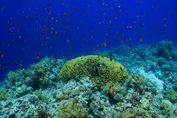 Obraz premium Coral Reef at the Red Sea, Egypt
