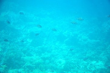 Fonds sous-marins de la Mer Rouge ( Hurghada -Égypte)