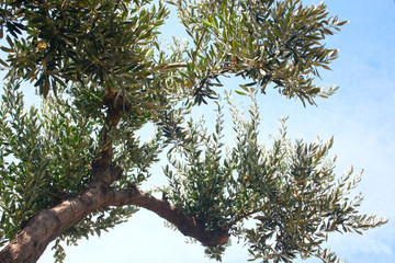 close up on olive tree with copy space for your text