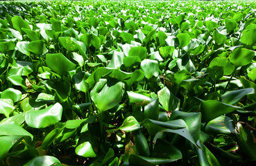 water hyacinths are densely populated. (Water hyacinth is useful for detoxifying and using food additives.)