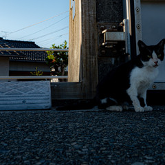 高知県柏島の野良猫