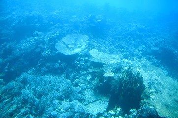 Fototapeta na wymiar Fonds sous-marins de la Mer Rouge ( Hurghada -Égypte)
