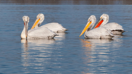 A group of four dalmatian pelicans swimming on the water