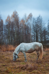 Obraz na płótnie Canvas White horse on the field 