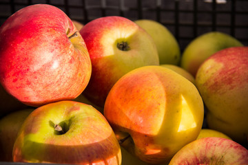 Natural eco-friendly beautiful apples on the table.