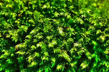 horizontal close up from moss