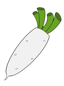 大根