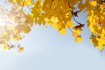 Yellow autumn maple leaves on a blue.