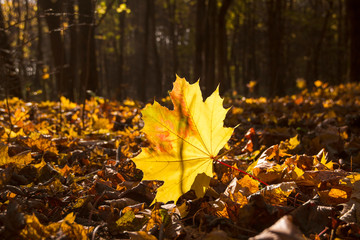 Yellow beautiful maple leaf among dry grass.