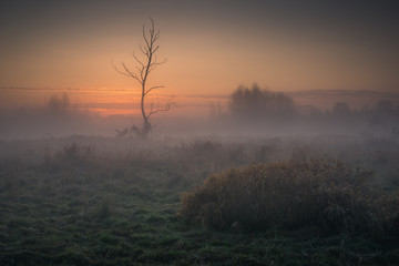 Obraz na płótnie Canvas Sunrise on a foggy morning in the Jeziorka valley near Piaseczno, Poland