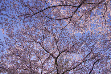 Japanese landscape sky and SAKURA