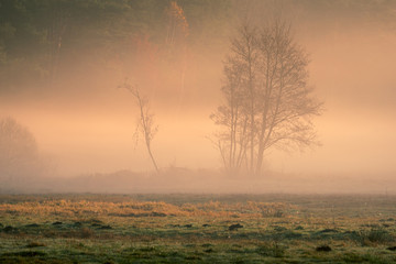 Sunrise on a foggy morning in the Jeziorka valley near Piaseczno, Poland