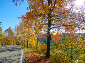 Obraz premium Maple trees in autumntime, Italy