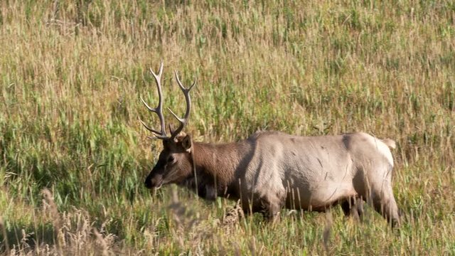 close up tracking shot of a bull elk walking in a meadow near the madison river at yellowstone national park of wyoming, usa
