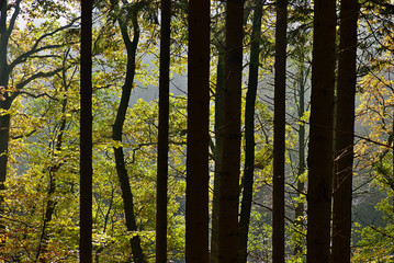 view in the woods with some nebula