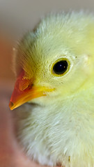 close up from a chick