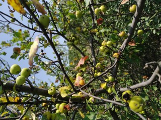 apples on tree