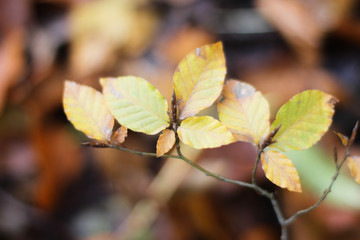 Bl&auml;tter wie Schmetterling