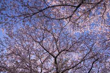 Japanese landscape sky and SAKURA