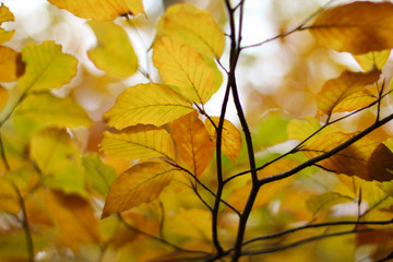 Herbstblätter am Ast