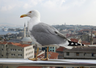 seagull with a view of Istanbul