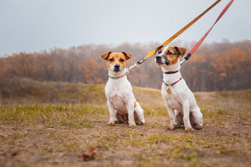 Two dogs of the Jack Russell breed, a girl walks on leashes in the park in the fall.