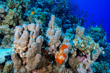 Coral Reef at the Red Sea, Egypt
