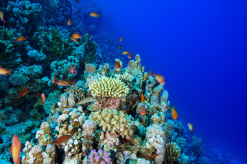 Coral Reef at the Red Sea, Egypt