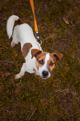 Dog breed Jack Russell Terrier walks on nature on a leash looking at the camera