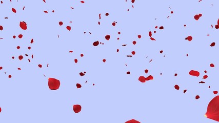 rose petals falling down