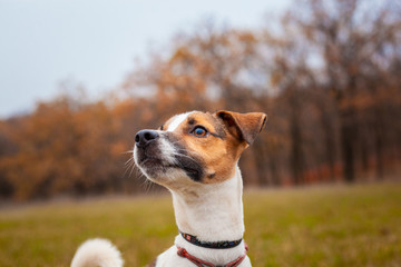 Dog breed Jack Russell Terrier on the lawn in the park in autumn