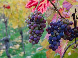 Noch nicht ganz ausgereifte Weintrauben