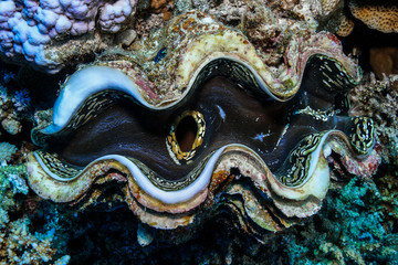 Giant Clam Fish at the Red Sea, Egypt