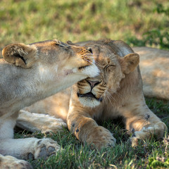Lion Snuggles7