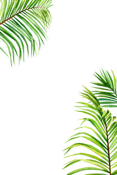 green leaves of a palm tree, watercolor illustration, on an isolated white background, greeting card with space for text