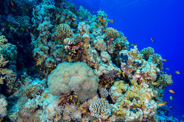 Coral Reef at the Red Sea, Egypt