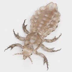 Obraz premium Realistic 3d Render of Head Louse - Female