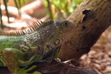 Picture of a green iguana in its natural habitat.