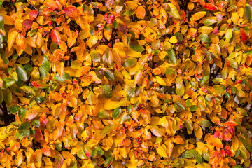 Bright yellow leaves of black chokeberry Aronia melanocarpa. Autumn vivid natural background. Bright hedge of autumn leaves