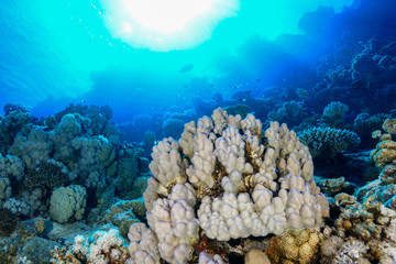 Coral Reef at the Red Sea, Egypt