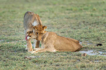 Lion Snuggles3