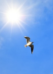 seagull in flight - obrazy, fototapety, plakaty