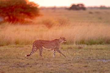 Cheetah in Morning Glow