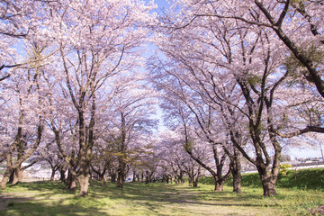 Obraz premium Japanese landscape SAKURA