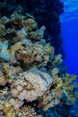 Coral Reef at the Red Sea, Egypt