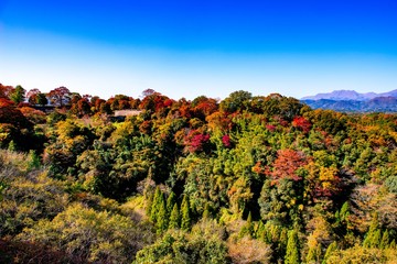 岡城の紅葉