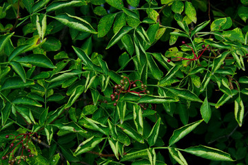 Blurred image of green leaves on a branch, close up. Green leaves, cropped shot of tree, blurred background. Beautiful nature.