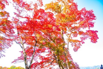 岡城の紅葉