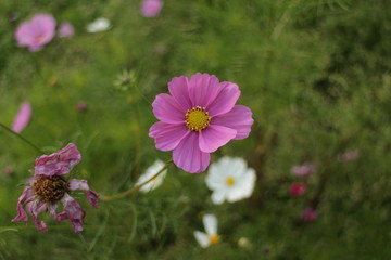 Cosmoc flower in Kyoto Prefecture, Japan