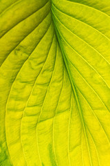 green leaf isolated on teh white
